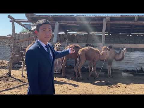 Видео: Арқабек Нұрбол “Менің кіші отаным” байқауы.Шахан (Чапаев) ауылының тарихы