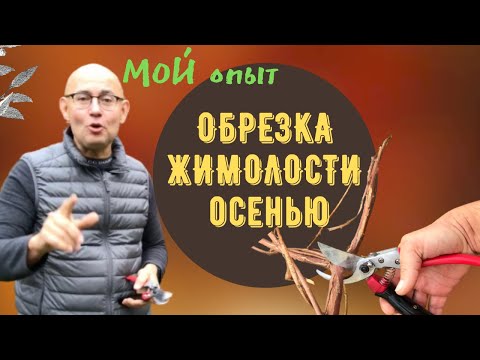 Видео: ОБРЕЗКА  ЖИМОЛОСТИ ОСЕНЬЮ | ПЛОДОВЫЙ САД | Осенние работы в саду. Мой опыт