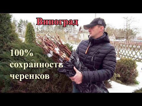 Видео: 🔴🔴Лучший способ хранения черенков винограда.100% сохранность черенков. Как хранить черенки Винограда
