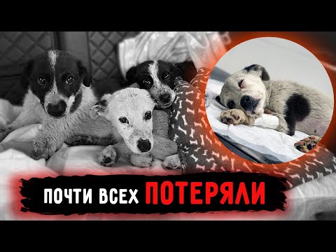 Видео: Чем обернулось спасение щенят. 7 дней мучений и в конце...