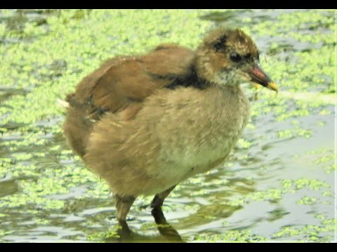 Видео: Биосфера. Сюжет из жизни цыплёнка курицы камышницы. Страшные, но полезные лапы, донесут куда надо!