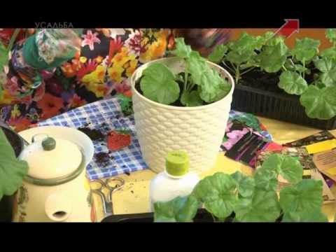 Видео: Лучки пучки.  Серия 248.  Рассада пеларгонии и лобелии.