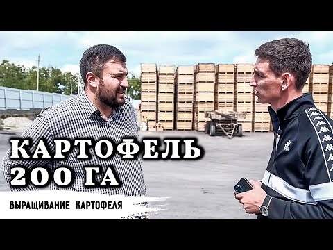 Видео: Картофель // Как вырасти с 2 до 200 гектар и производить супер-элиту