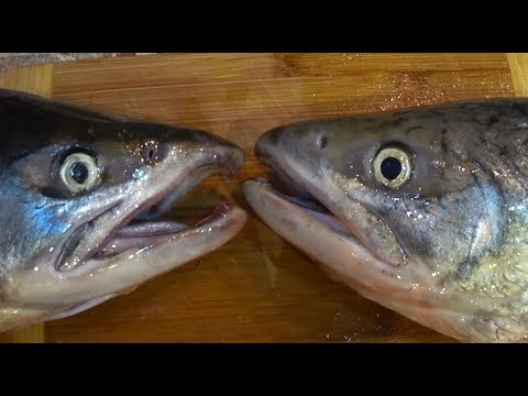 Видео: Где тут самка  где самец   ответ Ирине Муравей