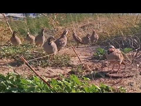 Видео: 23 марта 2025 г.