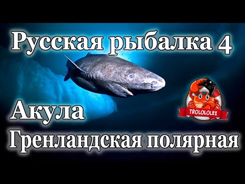 Видео: Русская рыбалка 4 Акула Гренлангдская полярная