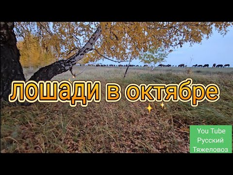 Видео: Осень, Табунное коневодство.| Жеребцы распустили кобыл.