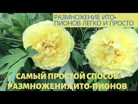 Видео: Peonies//Самый простой способ размножения ИТО - пионов