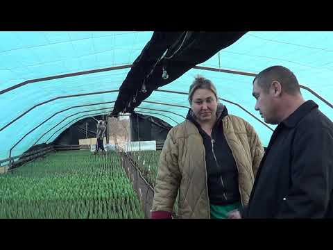 Видео: Выгонка тюльпанов. Теплицы наших клиентов 5