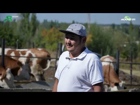 Видео: «Айыл банк» лизингке асыл тукум мал берүүнү улантууда