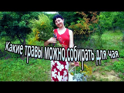 Видео: Какие травы можно собирать для чая