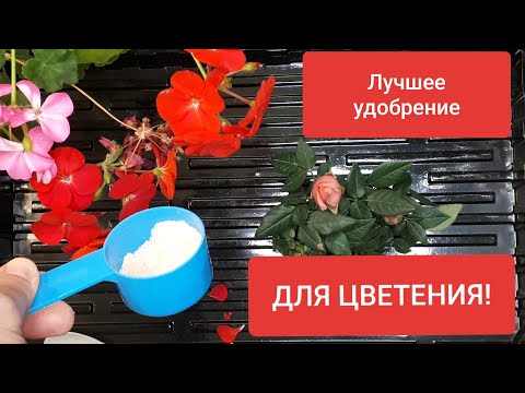 Видео: Мой секрет удобрений для ПЫШНОГО цветения! Удобрения для пеларгоний, роз, фиалок, гибискуса и др.