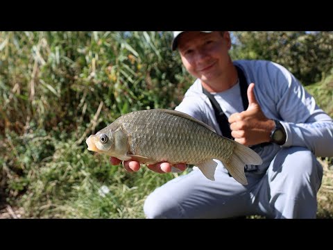 Видео: Тут хороший клёв карася, рыбалка на донную снасть