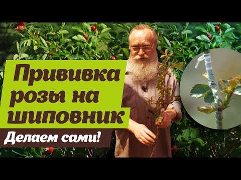 Видео: Как привить розу на шиповник