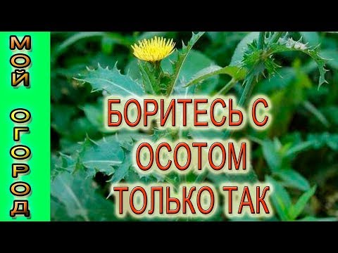 Видео: Боритесь с осотом только так