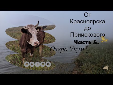 Видео: От Красноярска до Приискового. Часть 4. Озеро Учум, разведка, туман, коровы, сентябрь.