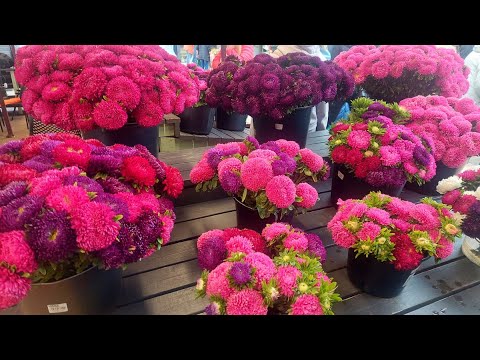 Видео: влог - последний день лета, барахолка