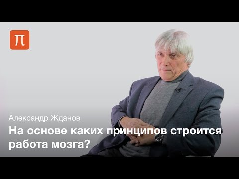 Видео: Алгоритм работы мозга - Александр Жданов