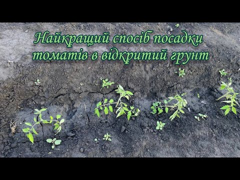 Видео: Найкращий спосіб посадки томатів в відкритий грунт