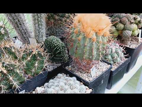Видео: Пересадка кактусов.Мои фосулики..Клейстокактус Риттери.Мой закрученный цереус.