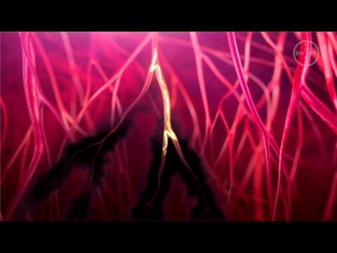 Видео: Дирофиляриоз у собак и кошек