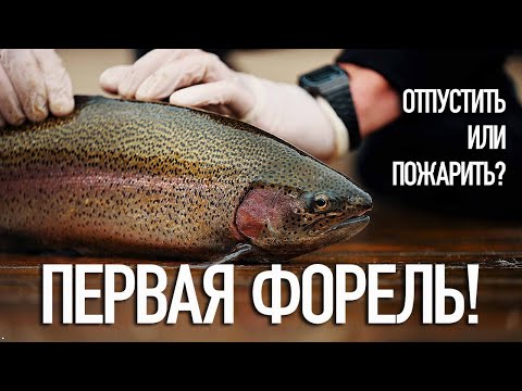 Видео: КАК ПОЙМАТЬ ФОРЕЛЬ НА ПЛАТНОМ ВОДОЁМЕ? СЕКРЕТЫ УСПЕХА ДЛЯ НАЧИНАЮЩИХ