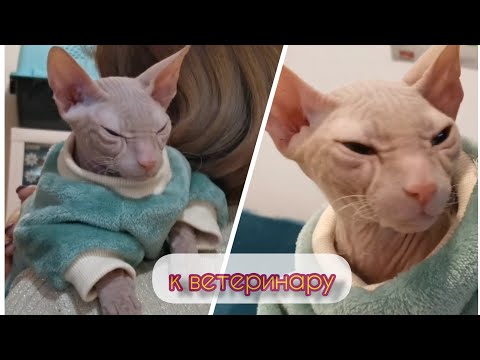 Видео: СТИЧ ЕДЕТ  НА ПРИВИВКУ 🐆
