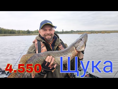Видео: Осіння трофейна щука