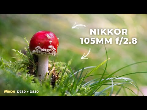 Видео: Осенняя коллекция грибов (с микрообъективом Nikon 105 мм)