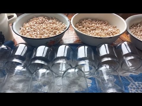 Видео: Закатую квасолю. Що і як вже зійшло.