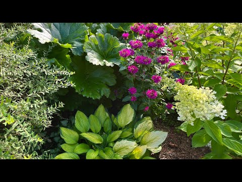 Видео: Гортензии / монарда / розы / бузина Блек Лейс / хаконехлоя и др. Прогулка по июльскому саду.