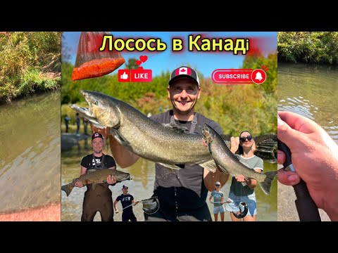 Видео: Як ловити Лосося в Канаді 2024?ТОП методи ловлі та ключові ПОМИЛКИ!