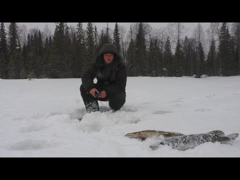 Видео: ЩУКА НА БЛЕСНУ,ЖЕРЛИЦЫ,БАЛАНСИР. ОБЕД НА КОСТРЕ. МЕТЕЛЬ.