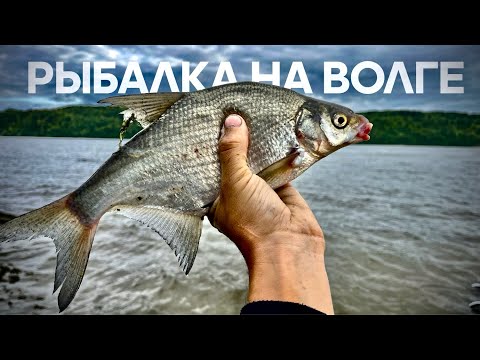 Видео: РЫБАЛКА НА ВОЛГЕ! СКОЛЬКО РЫБЫ НА НОВОМ МЕСТЕ! Фидер на реке.