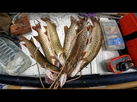 Видео: РЫБАЛКА НА НИЖНЕ-БУРЕЙСКОМ ВОДОХРАНИЛИЩЕ ИЮЛЬ 2022 / ЖОР ЩУКИ / РЫБАЛКА АМУРСКАЯ ОБЛАСТЬ