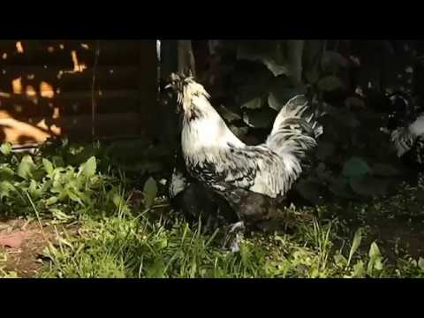 Видео: Павловские куры. Содержание и разведение