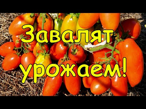 Видео: Лучшие сорта томатов для открытого грунта. Потрясающая урожайность.