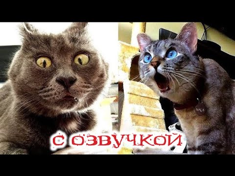 Видео: Приколы с котами!--С ОЗВУЧКОЙ! СМЕШНЫЕ КОТЫ и собаки! Самые смешные животные!!