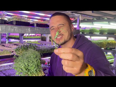 Видео: 1 Как открыть ферму Микрозелени бюджетно с минимальными вложениями  ферма микрозелени