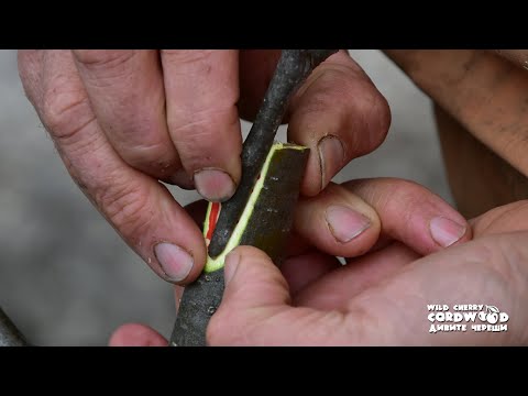 Видео: Wild Cherry Cordwood -  Apple Grafting - Part I/ Дивите череши - Ашладисване на ябълка - част I
