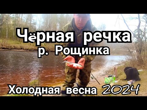 Видео: Ловля плотвы и ельца. Чёрная речка. р. Рощинка. Холодная весна 2024