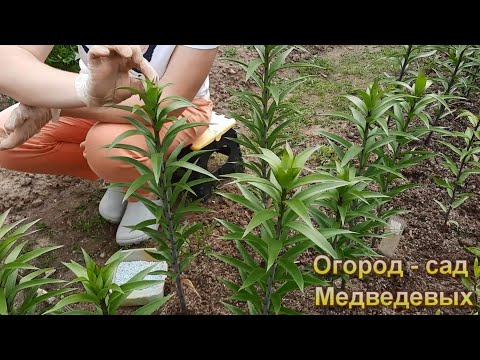 Видео: Подкормка лилий в начале июня и мой опыт размножения чешуями
