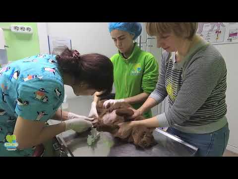 Видео: Відбір крові у кішки на дослідження.