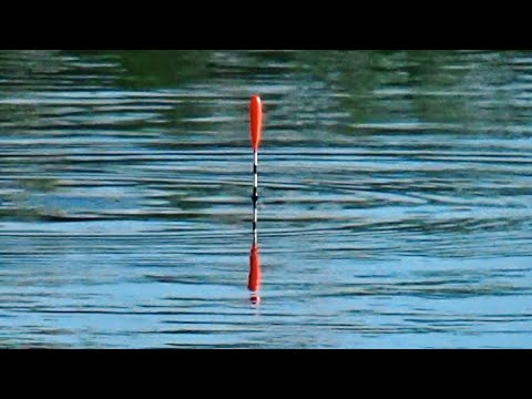 Видео: Ловля леща на стоячей воде на поплавок!