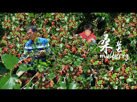 Видео: Полные деревья черно-красных спелых шелковиц  собранных для приготовления молочного шоколадного сне