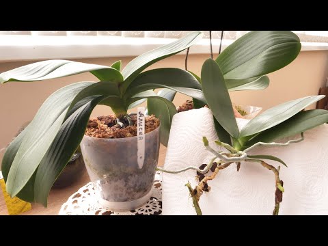 Видео: "НЕСЁТЕ ЧУШЬ!Чему завидовать?Плесени в горшке?"- ЦИТАТА/Перекись/Снимаю детку с пня. Пришлось вынуть