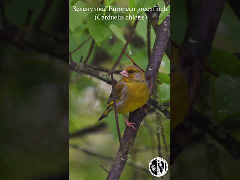 Видео: Снегопад 7 мая и зеленушка. Snowfall on May 7 and European Greenfinch.(Carduelis chloris).