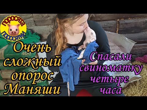 Видео: Опорос Маняшки. Из самого лёгкого превратился в самый сложный. Неправильное расположение плода.24.08