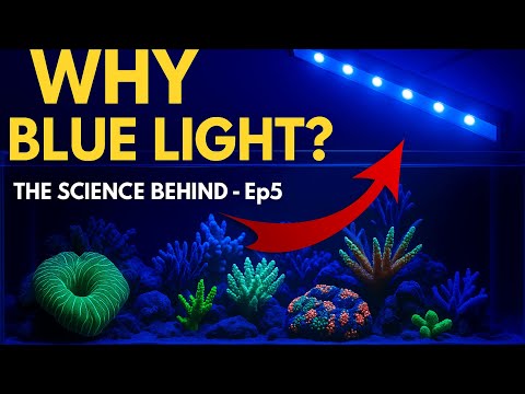 Видео: УДИВИТЕЛЬНАЯ причина, по которой в морских аквариумах используется синий свет | Научные основы. Э...