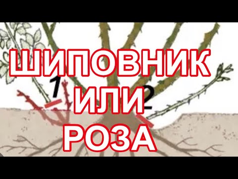 Видео: КАК ОПРЕДЕЛИТЬ ЭТО У ВАС РОЗА ИЛИ ПОРОСЛЬ ШИПОВНИКА?